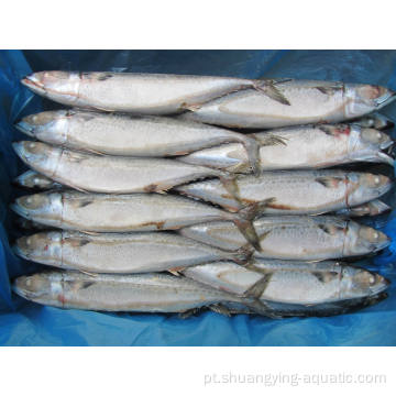 Comprar peixes congelados Pacífico Mackerel inteira venda redonda
